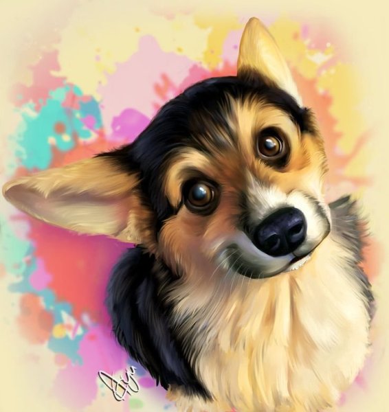 Хаски рисунок