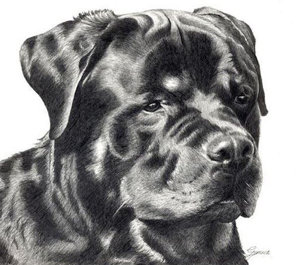 Рисунок собаки профессиональный