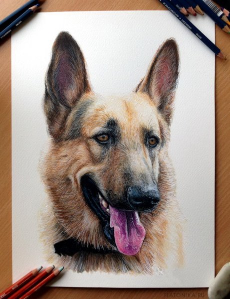 Собака цветными карандашами