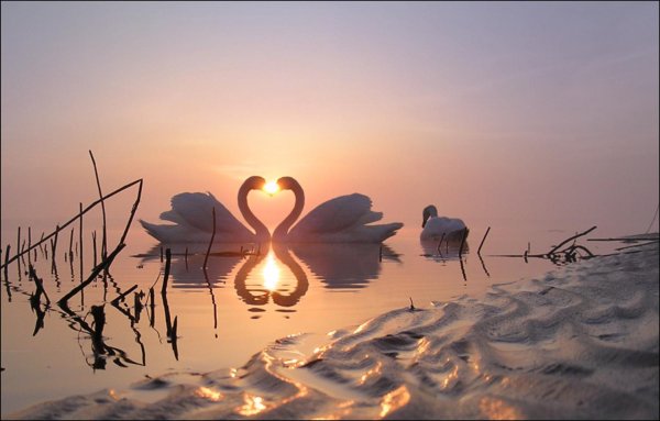 Обои любовь