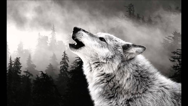 Картины с изображением волка