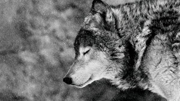 Сверкающие волки