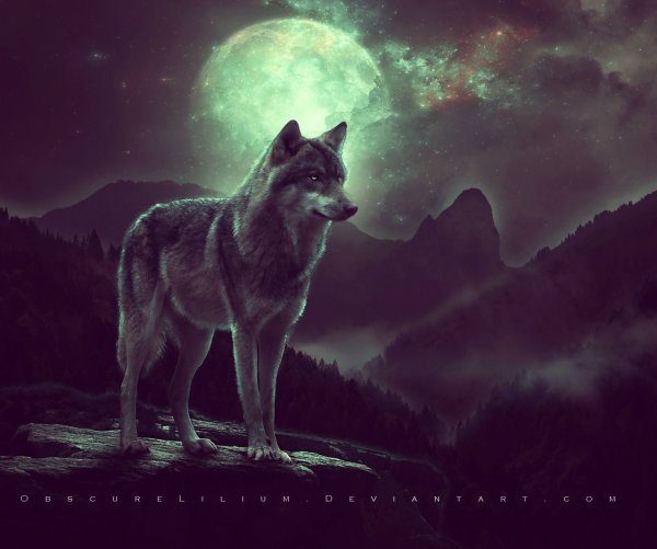 Гордый волк