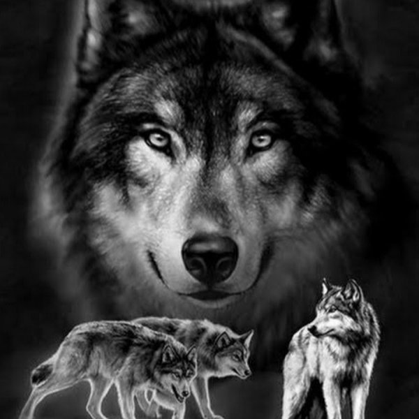 Взгляд волка