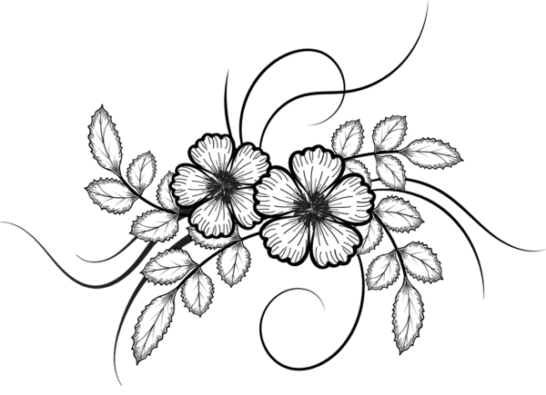 Контур цветка на прозрачном фоне