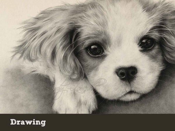 Рисунки милых животных