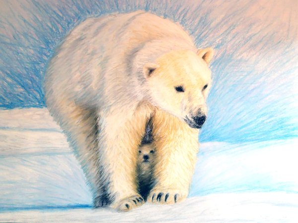 Белый медведь