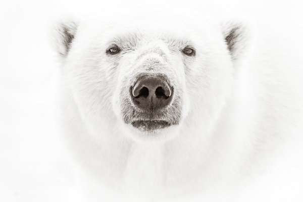 Белый медведь морда