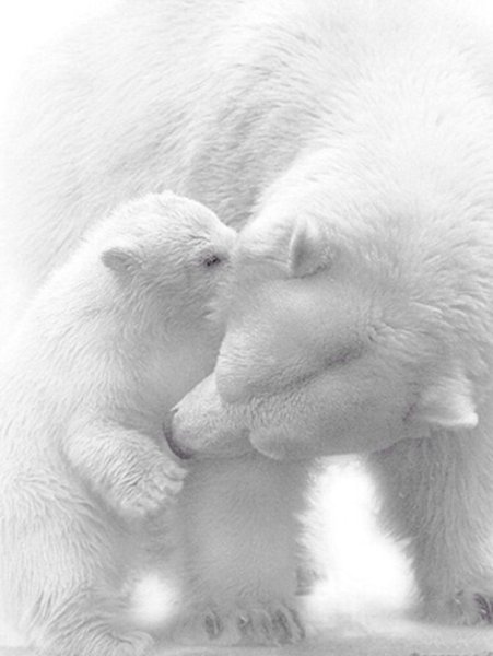 Медведица обнимает медвежонка