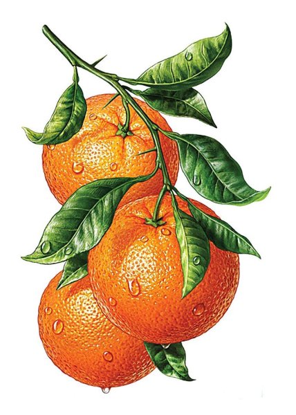 Апельсин рисунок