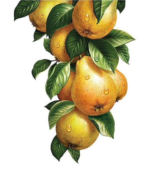 Груша на ветке