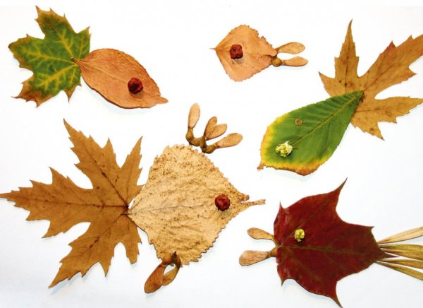 Гербарий из листьев