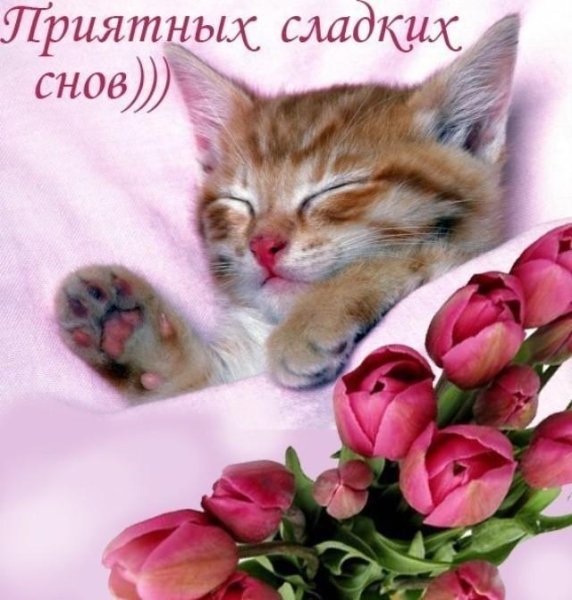 Спокойной ночи сладких снов