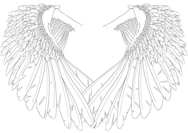 Сложенные Крылья