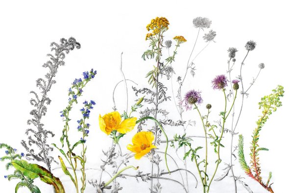 Полевые травы акварель
