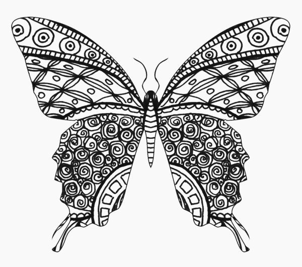 Бабочка рисунок карандашом
