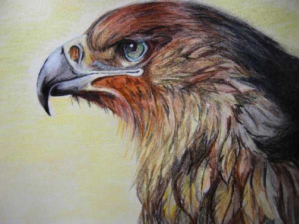Орел карандашом
