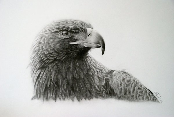 Орел карандашом