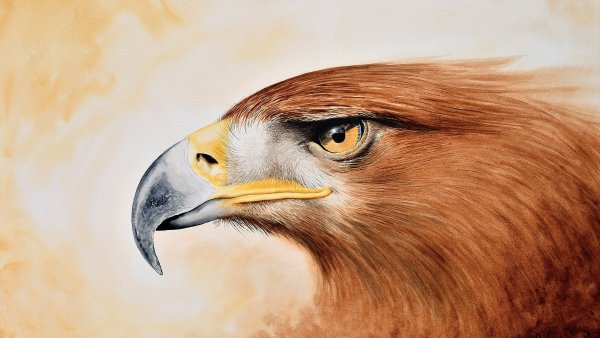 Орел портрет