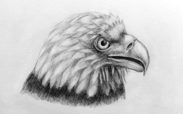 Орел карандашом