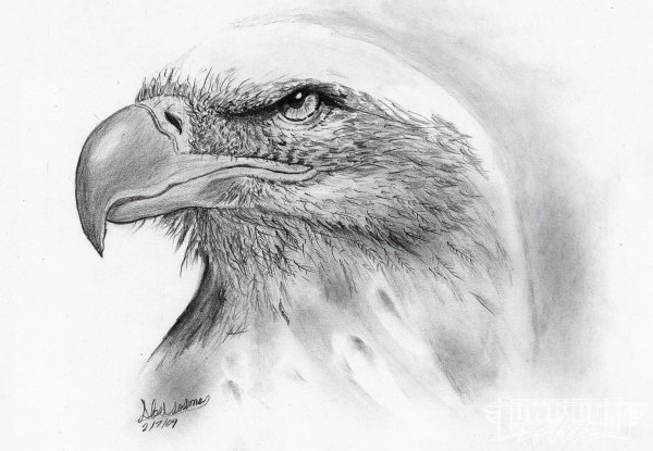 Орел рисунок