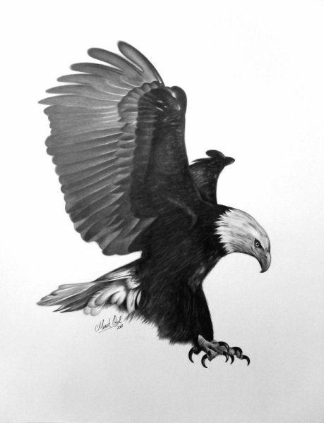 Черный Орлов