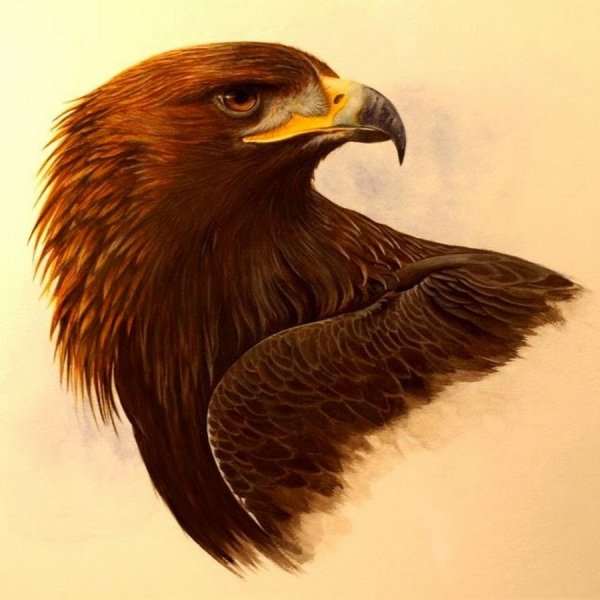 Беркут голова