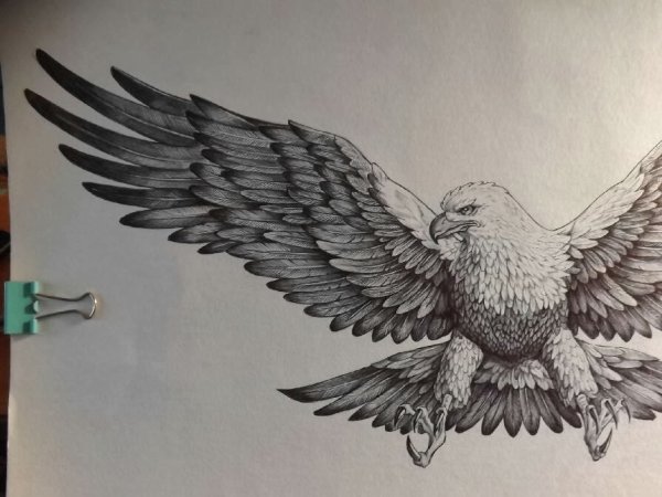 Эскизы пикирующего орла