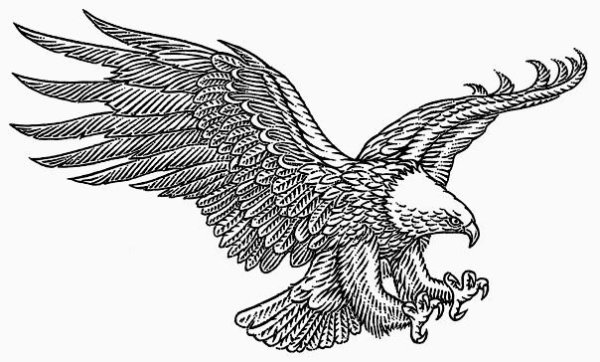 Поэтапное рисование орла