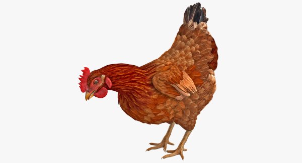 Курочка на прозрачном фоне