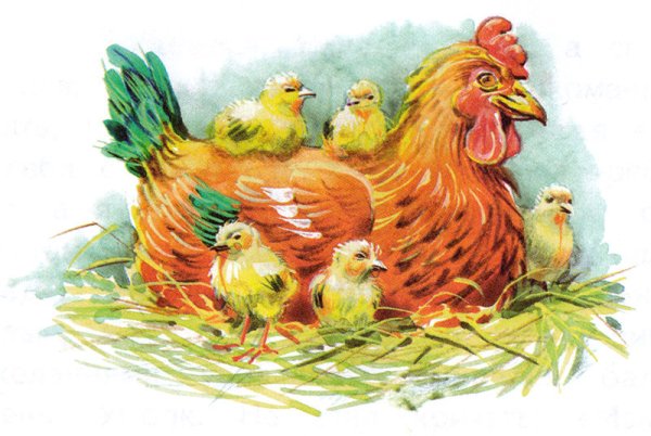 Курочка наседка с цыплятами