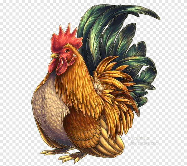 Красивые курочки