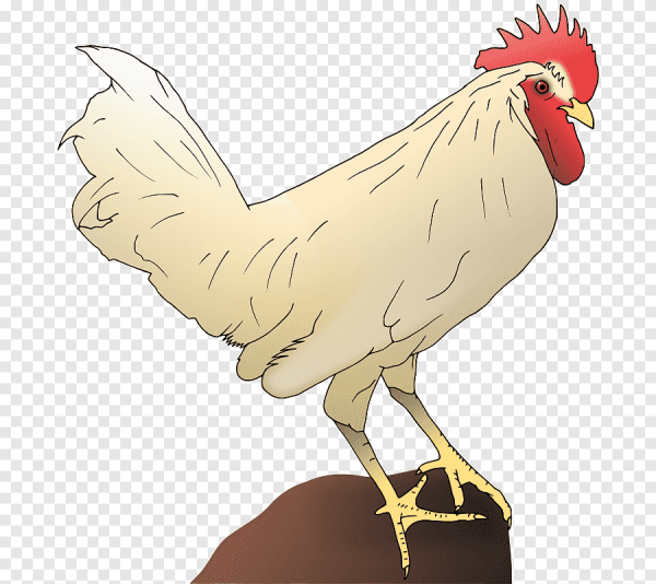 Курица иллюстрация