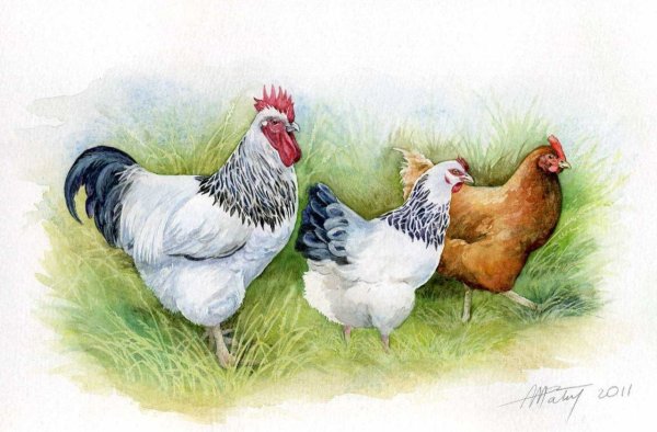 Курица рисунок