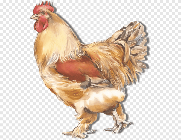 Курица на прозрачном фоне
