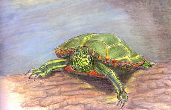 Черепаха цветными карандашами