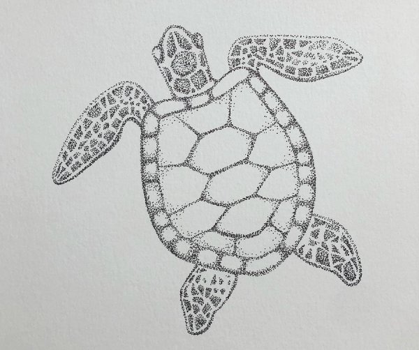 Морская черепаха рисунок