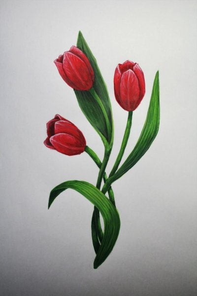 Тюльпан зарисовка