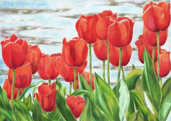 Тюльпаны рисунок
