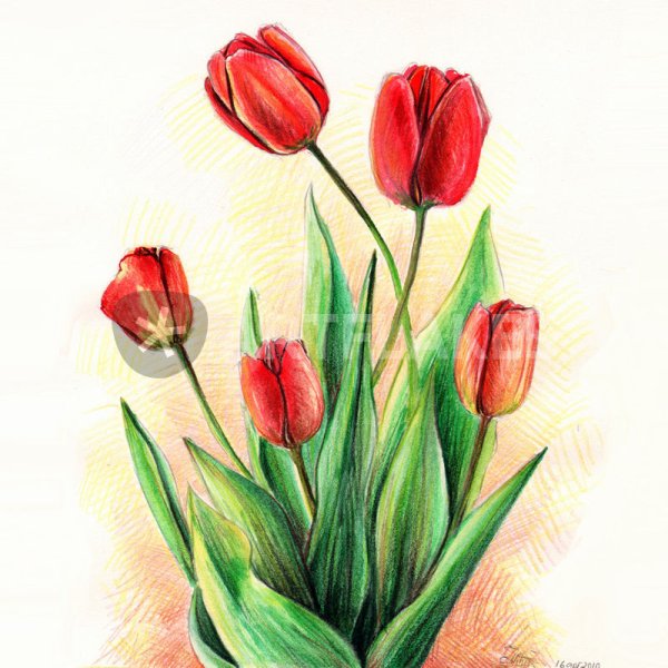 Тюльпаны цветными карандашами