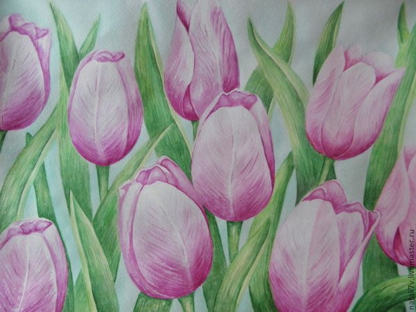 Тюльпаны рисунок цветными карандашами