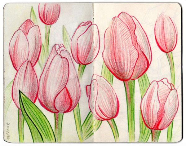 Тюльпаны карандашом