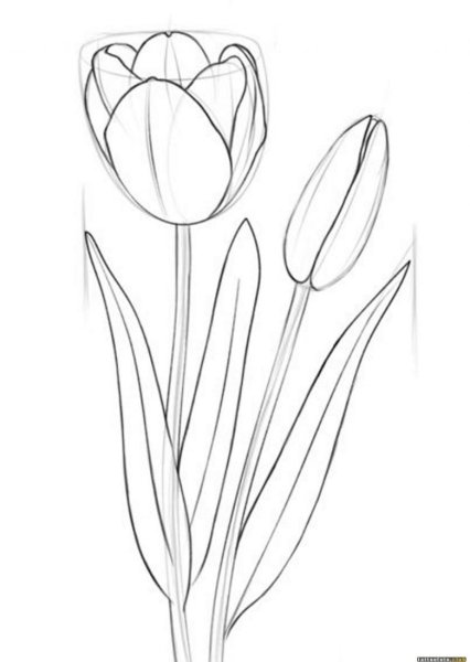 Тюльпаны для срисовывания