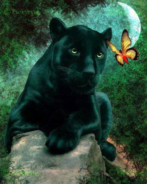 Пантера лежит