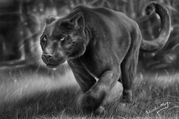 Черная пантера морда