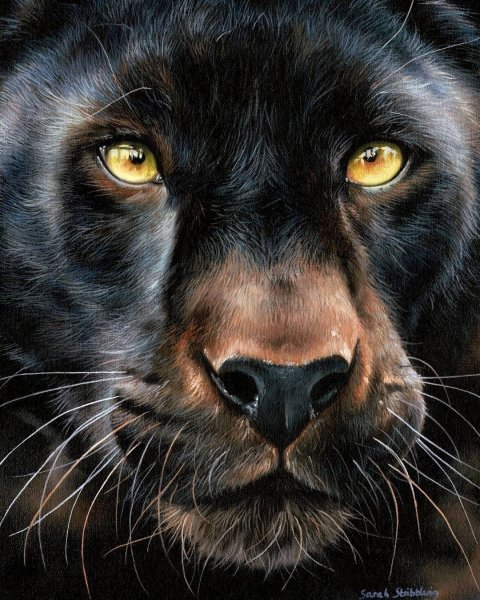 Пантера рисунок