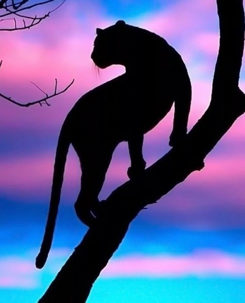 Седая пантера