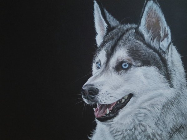 Хаски черно белый рисунок