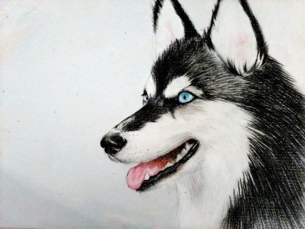 Хаски маркерами