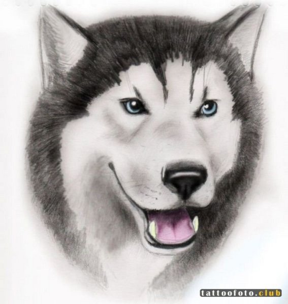 Хаски рисунок